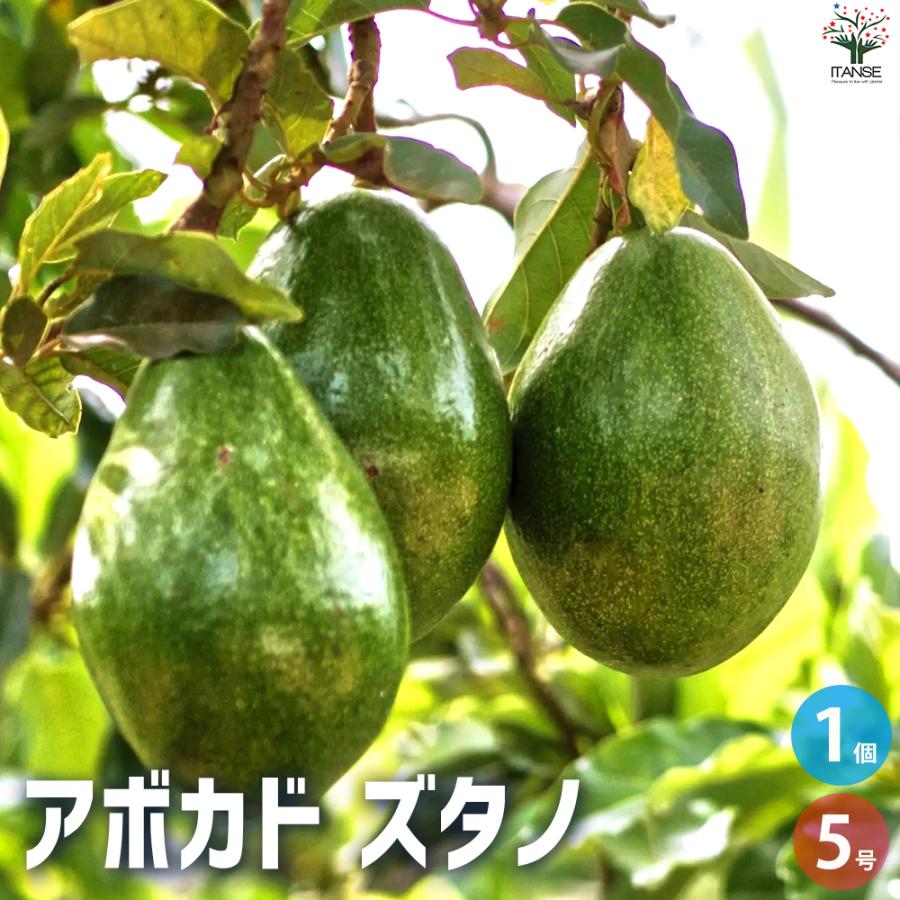 ITANSE アボカド ズタノ 果樹の苗木 5号ポット/1個売り Bタイプ