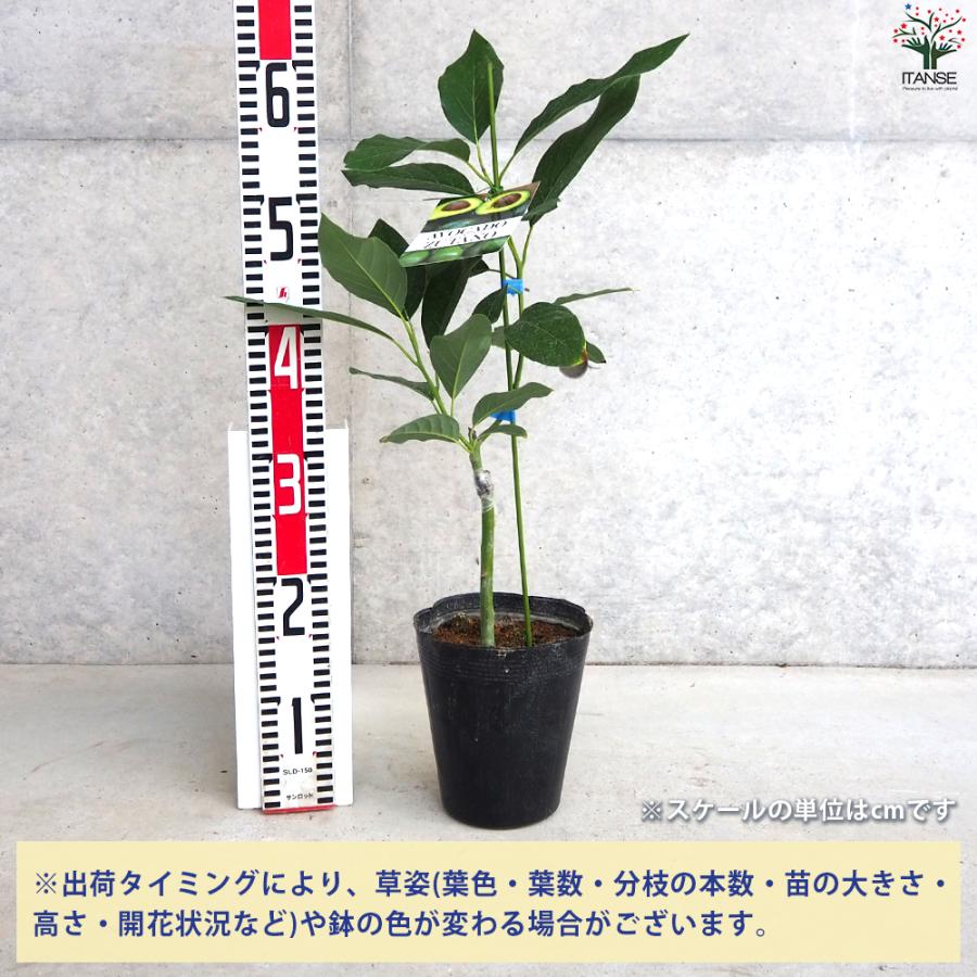 ITANSE アボカド ズタノ 果樹の苗木 5号ポット/1個売り Bタイプ