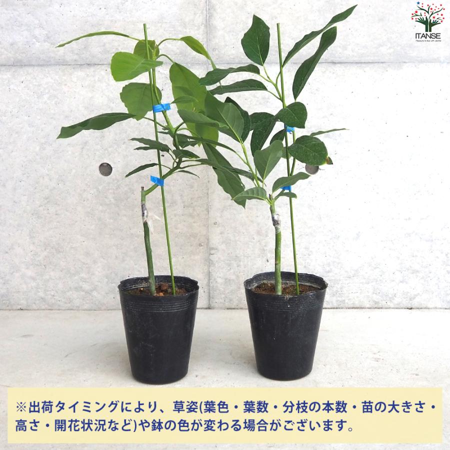 ITANSE アボカド ズタノ 果樹の苗木 4〜5号ポット/1個売り Bタイプ