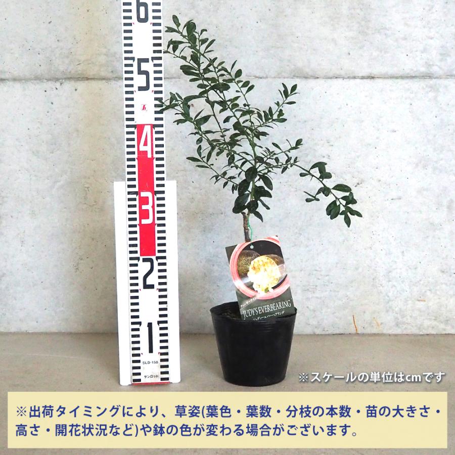 ITANSE フィンガーライム ジュディーエバーベアリング 果樹の苗木 4.5