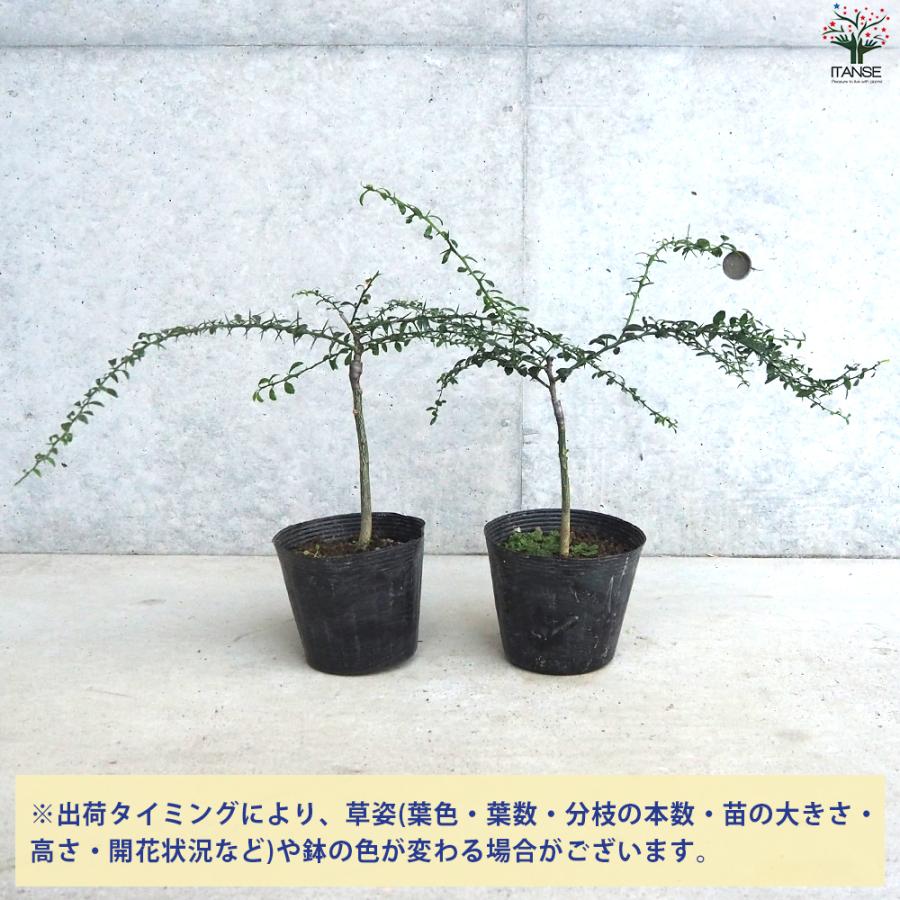 ITANSE フィンガーライム オーストラリアンブラッドライム 果樹の苗木