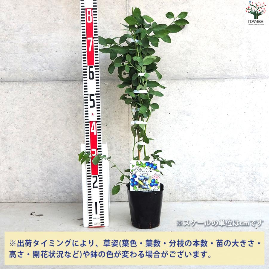 ITANSE ブルーベリー ラビッドアイ系 パウダーブルー 果樹の苗木 5号
