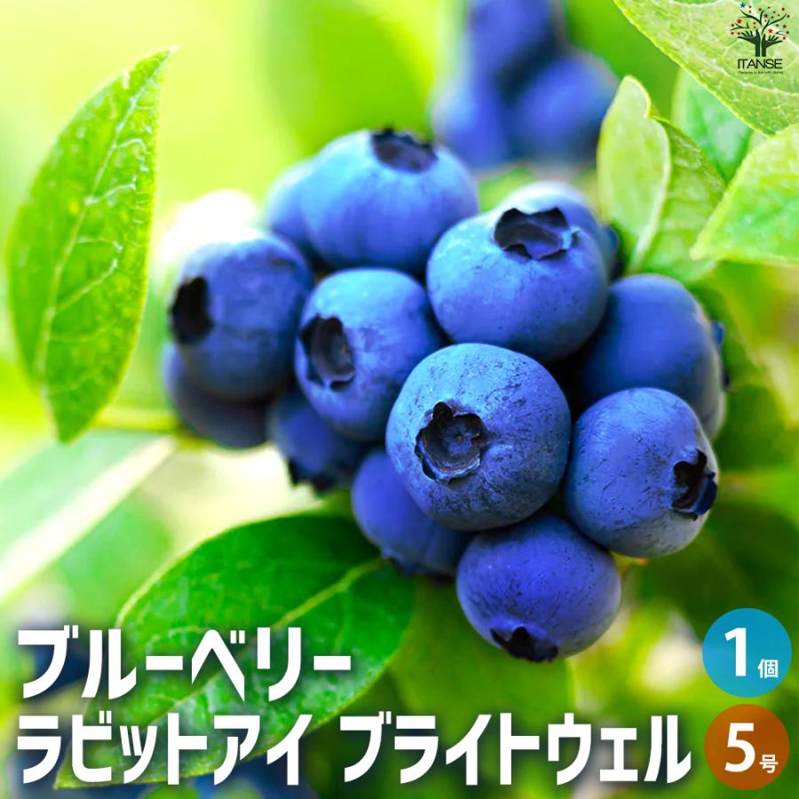 ブルーベリー苗 ブライトウェル ラビットアイ系 大苗｜Yahoo!フリマ