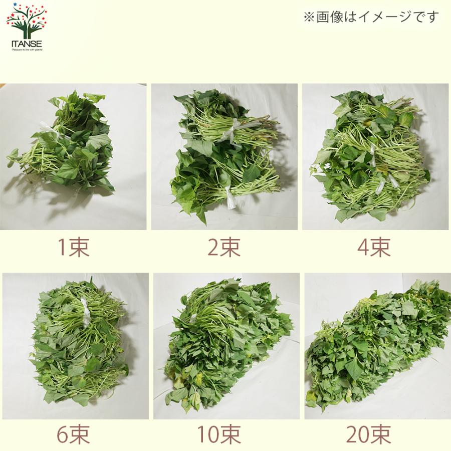 ITANSE あまはづき さつまいも切苗 野菜の苗 25本／3束/1個売り 高糖度