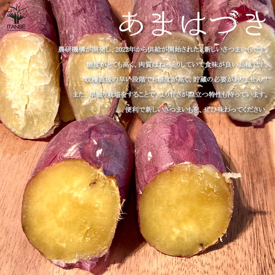 ITANSE あまはづき さつまいも切苗 野菜の苗 25本／3束/1個売り 高糖度