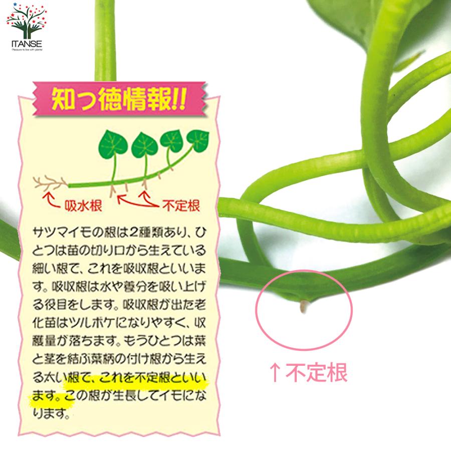 ITANSE あまはづき さつまいも切苗 野菜の苗 25本／3束/1個売り 高糖度