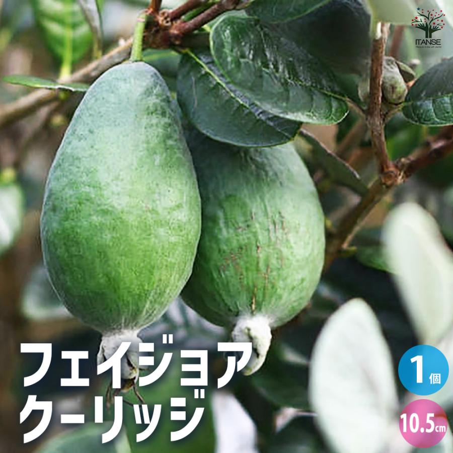 ITANSE フェイジョア クーリッジ 果樹の苗 10.5cm 1年生 挿し木苗/1個 