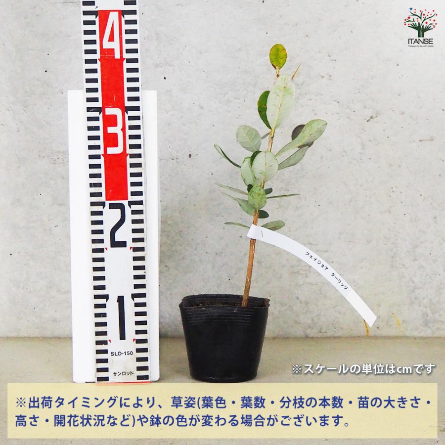 果樹 フェイジョア クーリッジ 庭木 ガーデニング 鉢植え 植物
