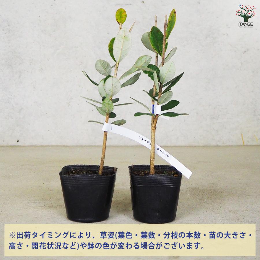 果樹 フェイジョア クーリッジ 庭木 ガーデニング 鉢植え 植物