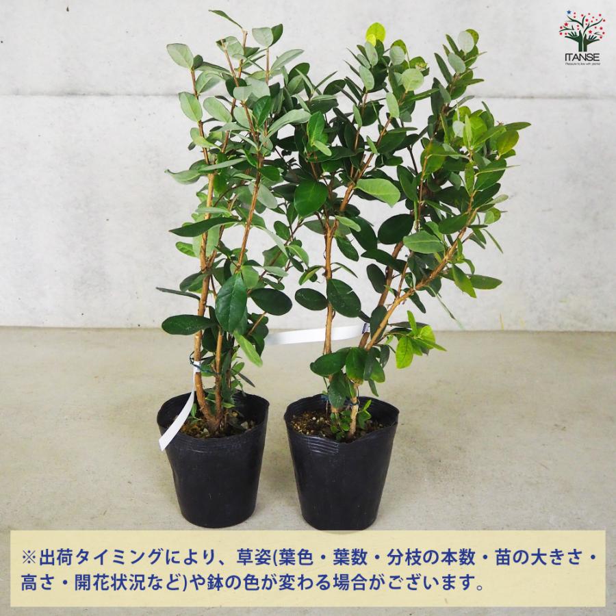 ITANSE フェイジョア アポロ 果樹の苗木 15cm 3年生 挿し木苗/1個売り