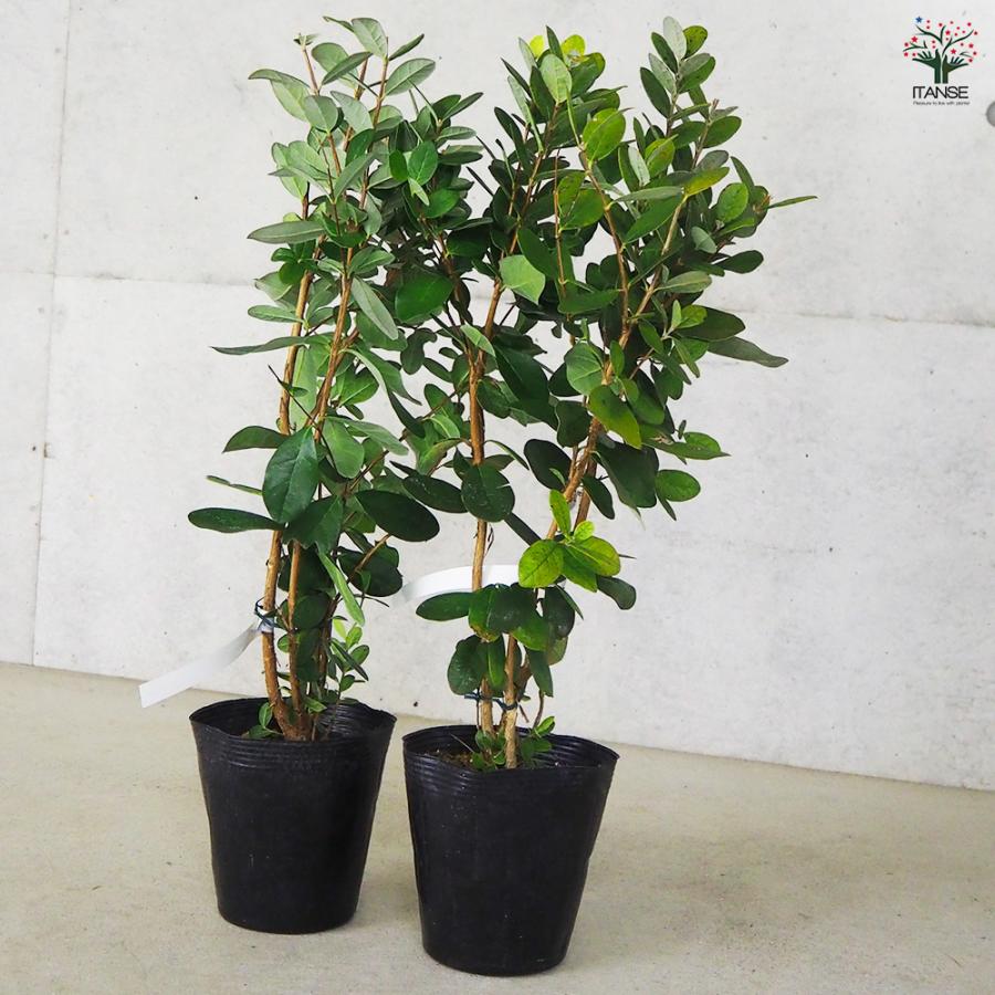 ITANSE フェイジョア アポロ 果樹の苗木 15cm 3年生 挿し木苗/1個売り