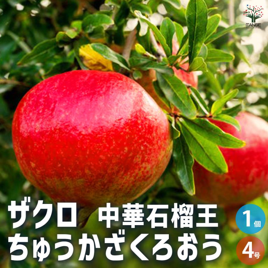 ITANSE ザクロ 中華石榴王 果樹の苗木 4号 1年生 挿し木苗/1個売り