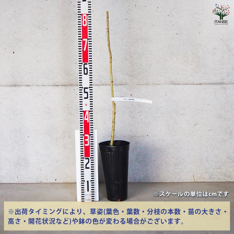 ITANSE ザクロ 中華石榴王 果樹の苗木 4号 1年生 挿し木苗/1個売り