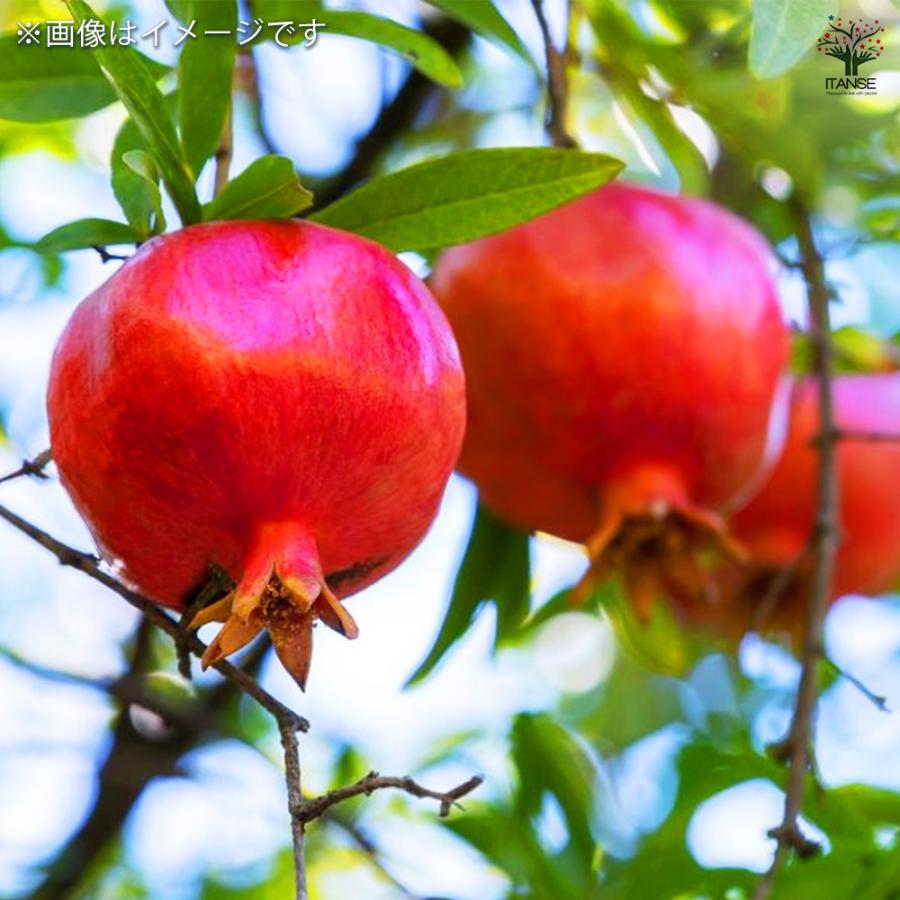 ITANSE ザクロ 中華石榴王 果樹の苗木 4号 1年生 挿し木苗/1個売り