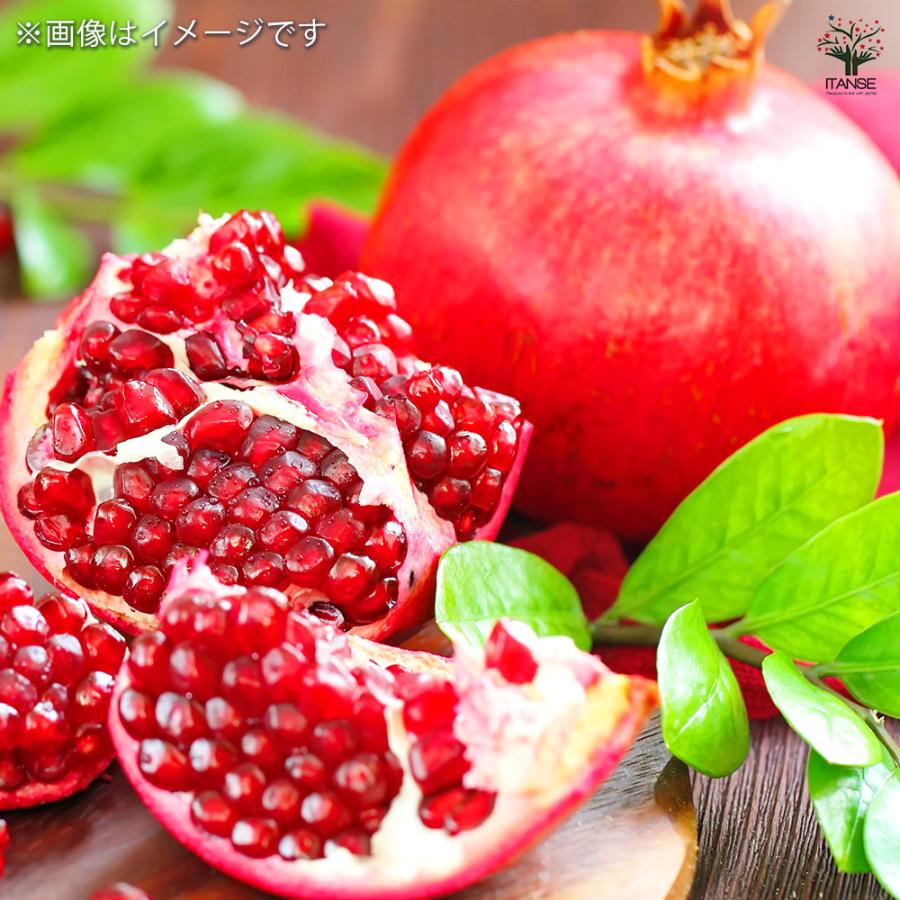 ITANSE ザクロ 中華石榴王 果樹の苗木 4号 1年生 挿し木苗/1個売り