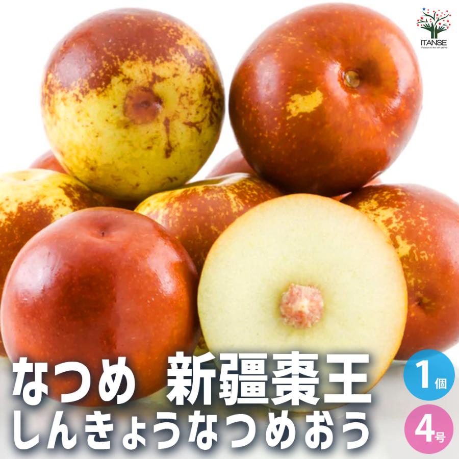 ITANSE なつめ 新疆棗王 果樹の苗木 4号 2年生 接木苗/1個売り 干し