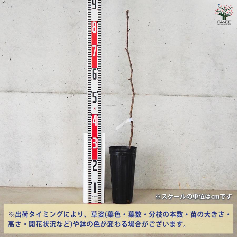 ITANSE なつめ 新疆棗王 果樹の苗木 4号 2年生 接木苗/1個売り 干し