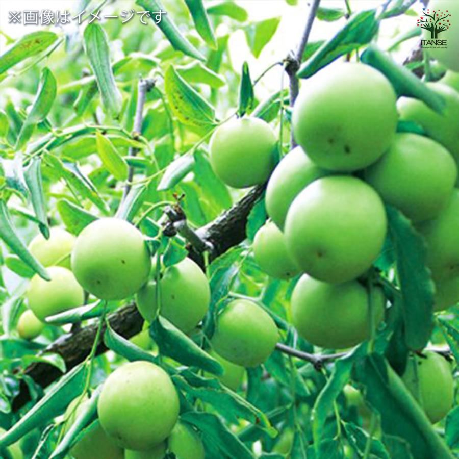 ITANSE なつめ 新疆棗王 果樹の苗木 4号 2年生 接木苗/1個売り 干し