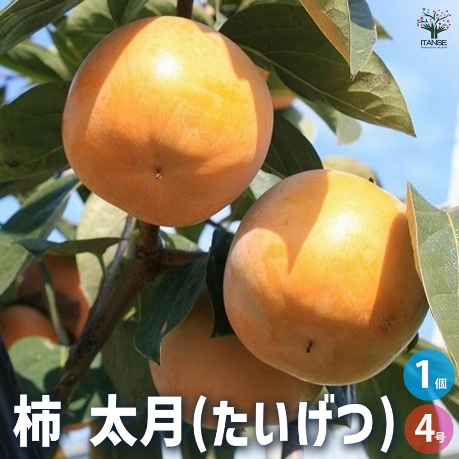 ITANSE 柿 太月 果樹の苗木 4号 1年生 接木苗/1個売り カキノキ 干し柿