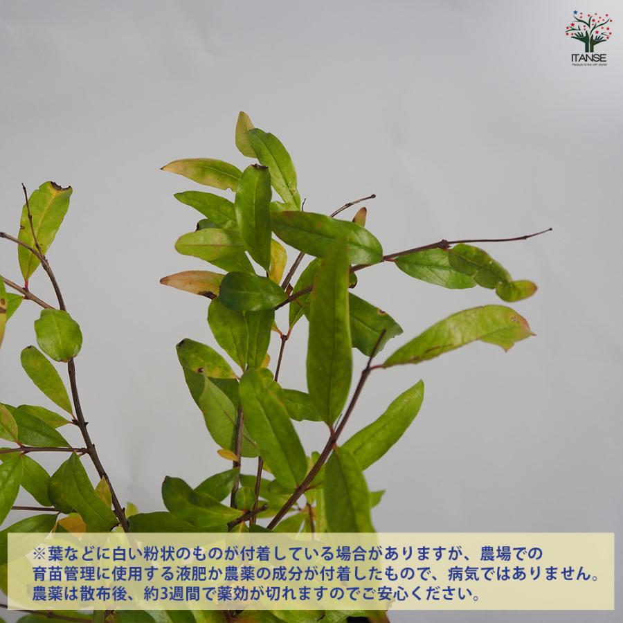 種無し石榴苗木 果樹 Amazon.co.jp: 種無石榴 ザクロ苗 種無しざくろ苗木 接ぎ木2年 : DIY