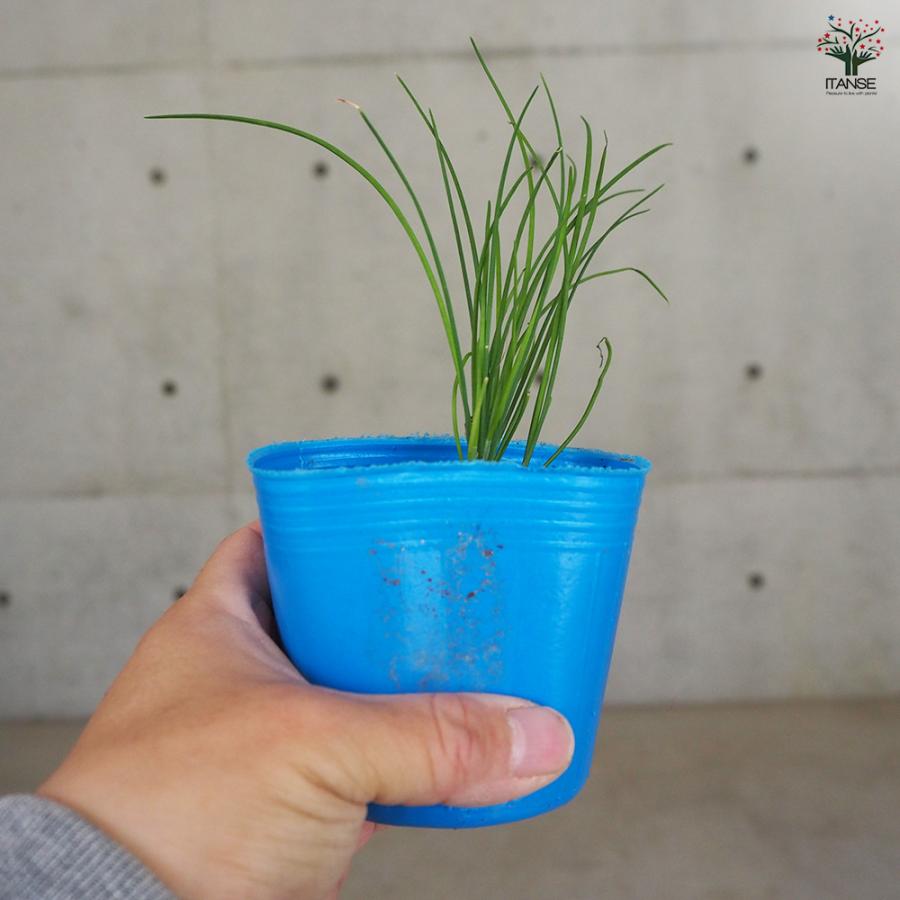 ITANSE ニラ 野菜の苗 3号ポット/お買い得2個セット 韮 古美良