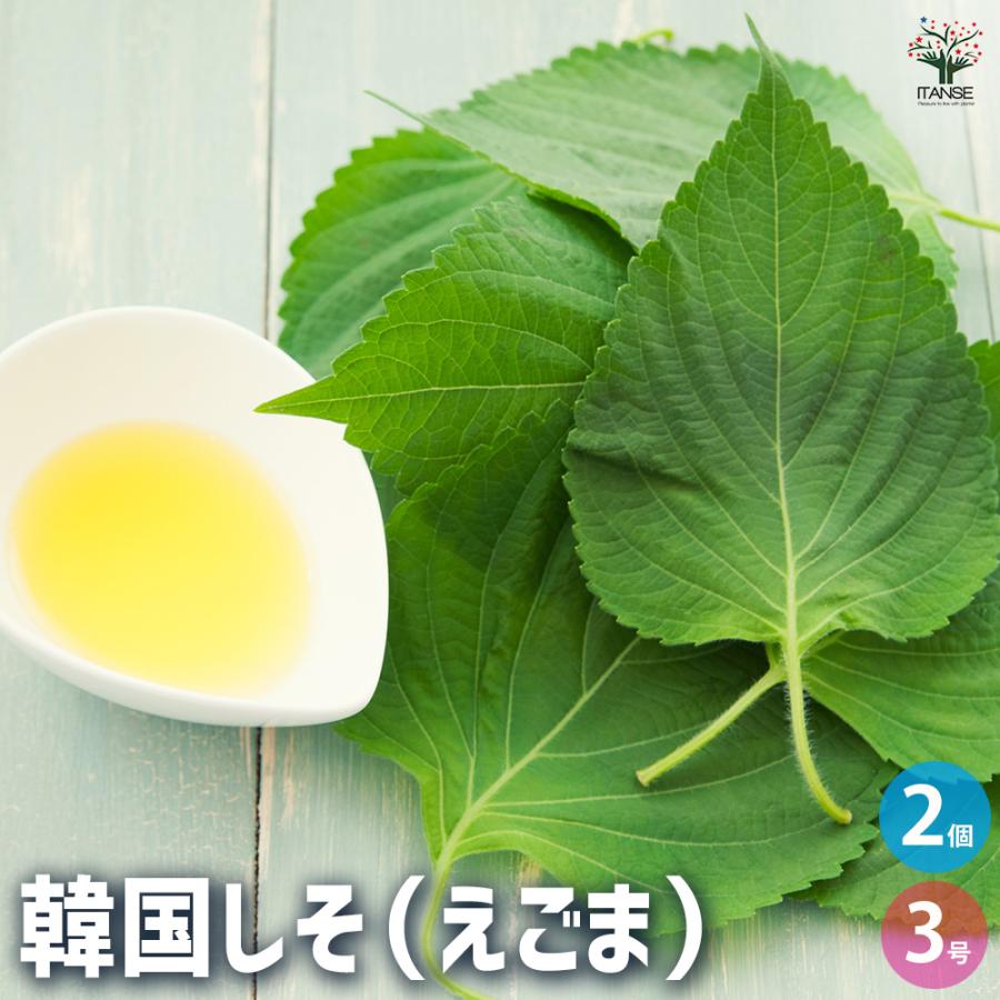 ITANSE 韓国しそ(えごま) 野菜の苗 3号ポット/お買い得2個セット あ