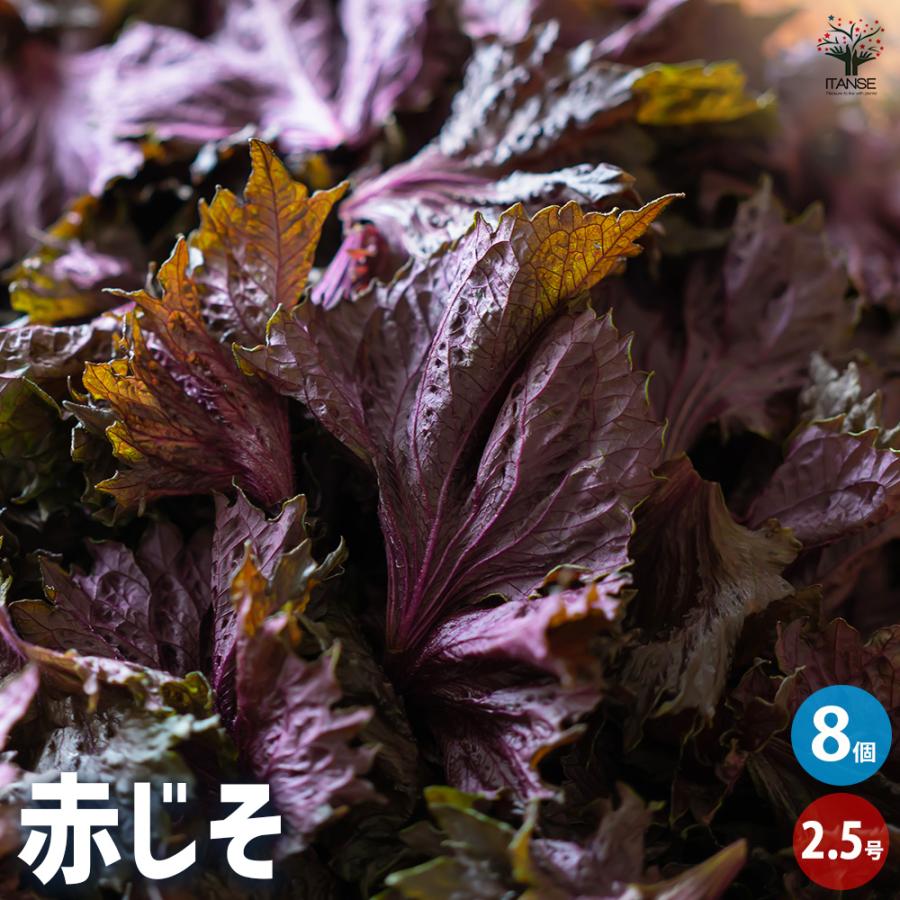 ITANSE 赤じそ【赤】 野菜の苗 2.5号ポット/お買い得8個セット 赤紫蘇