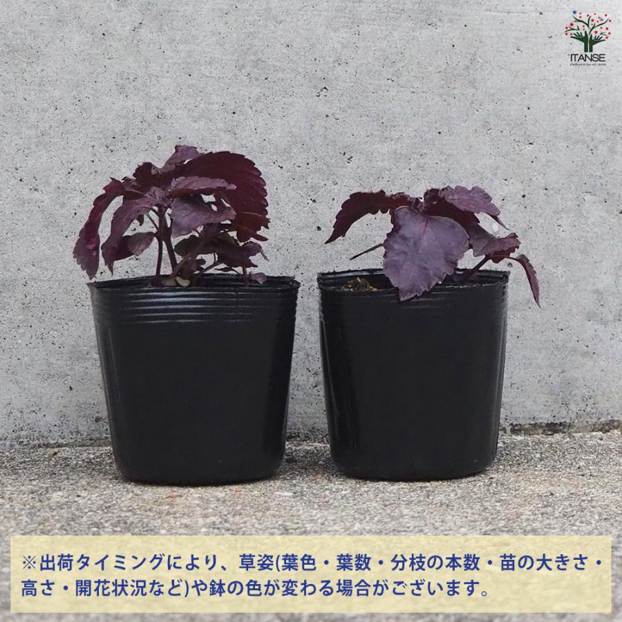 ITANSE 赤じそ【赤】 野菜の苗 2.5号ポット/お買い得8個セット 赤紫蘇