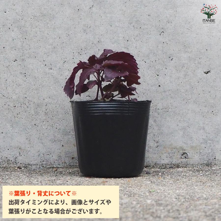 ITANSE 赤じそ【赤】 野菜の苗 2.5号ポット/お買い得8個セット 赤紫蘇