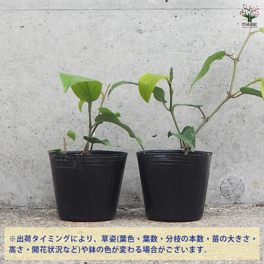 ヒハツ挿し木苗 【公式通販】