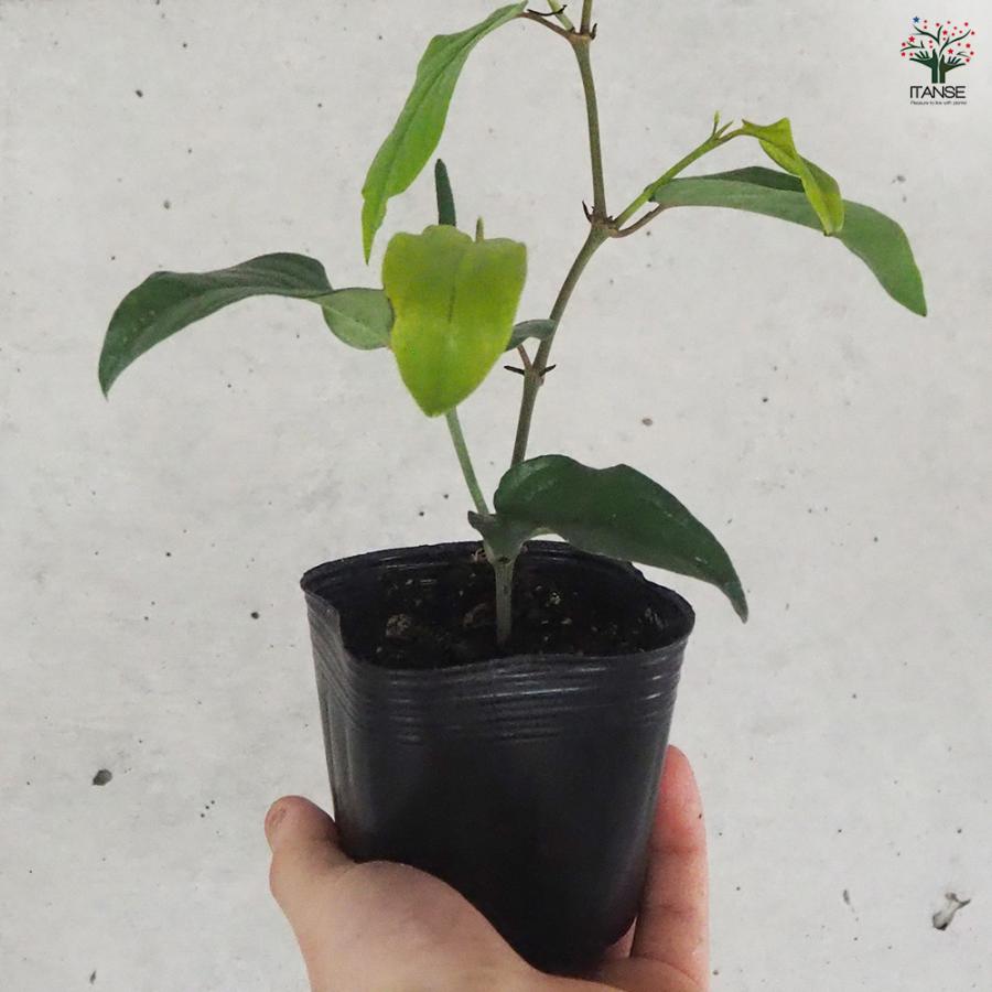 ヒハツ挿し木苗 【公式通販】
