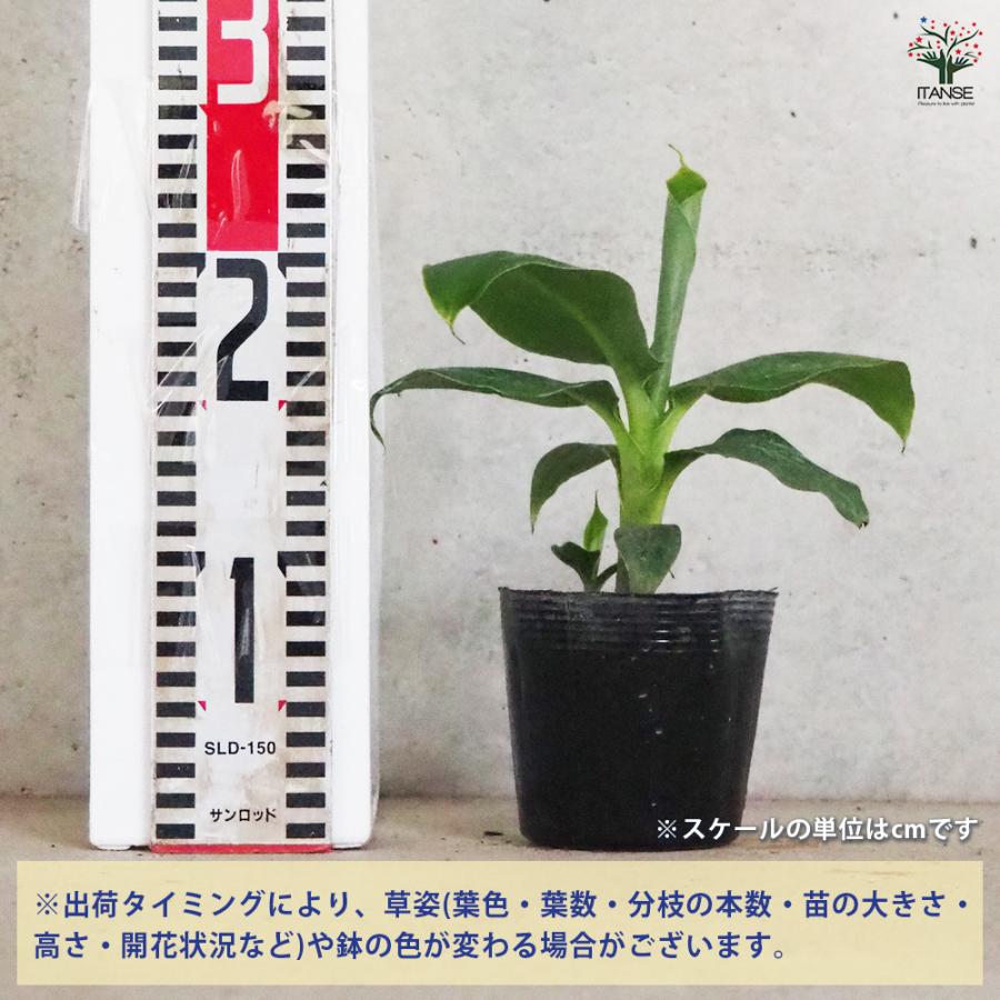 ITANSE ドワーフモンキーバナナ 果樹の苗 10.5cmポット/1個売り 矮性