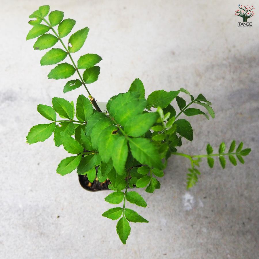 ITANSE 山椒の苗木 花山椒 果樹の苗 9cmポット 挿し木苗/1個売り 山椒