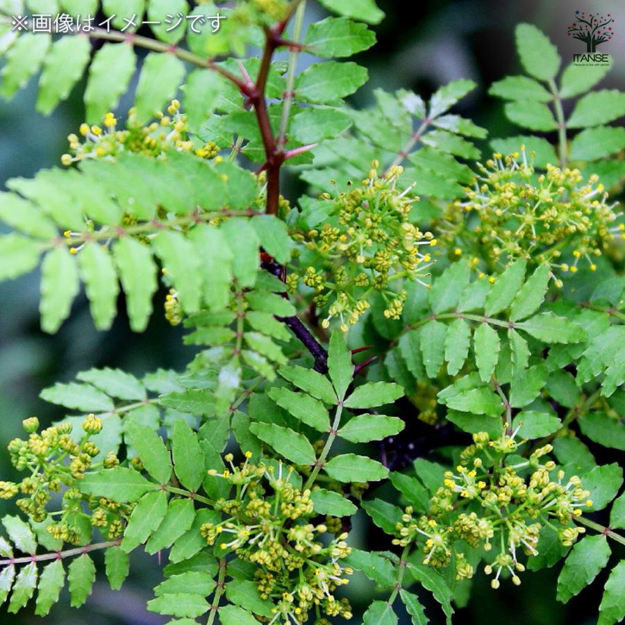 ITANSE 山椒の苗木 花山椒 果樹の苗 9cmポット 挿し木苗/1個売り 山椒