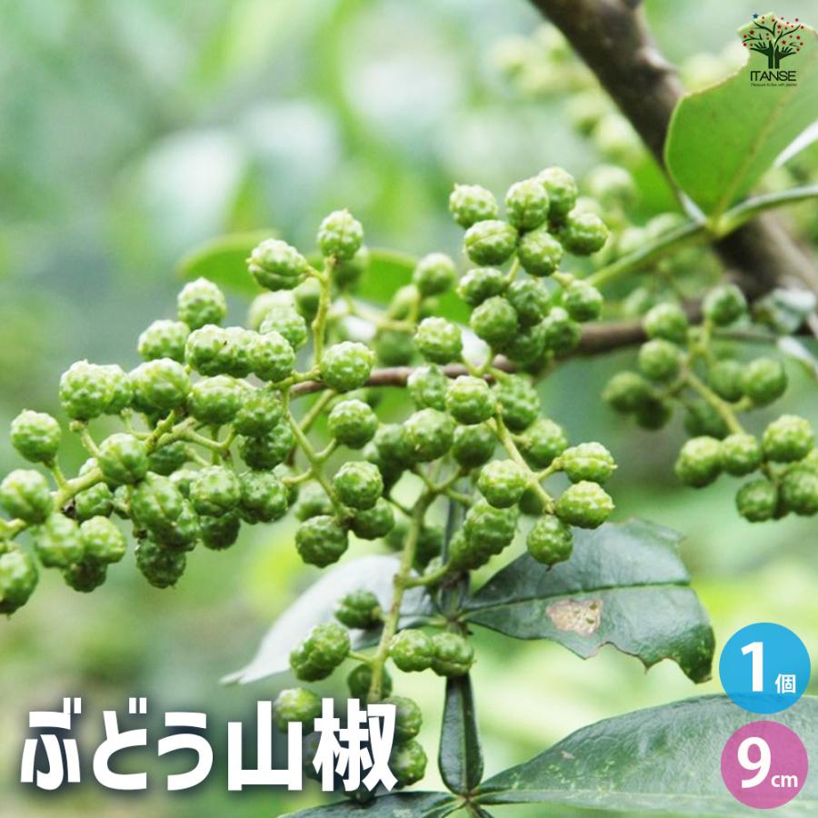 ITANSE 山椒の苗木 ぶどう山椒 果樹の苗 9cmポット/1個売り 山椒苗