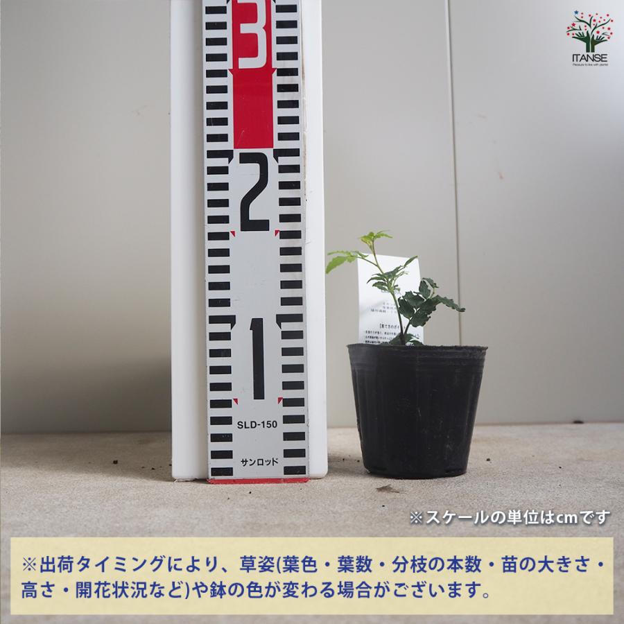 ITANSE 山椒の苗木 ぶどう山椒 果樹の苗 9cmポット/1個売り 山椒苗
