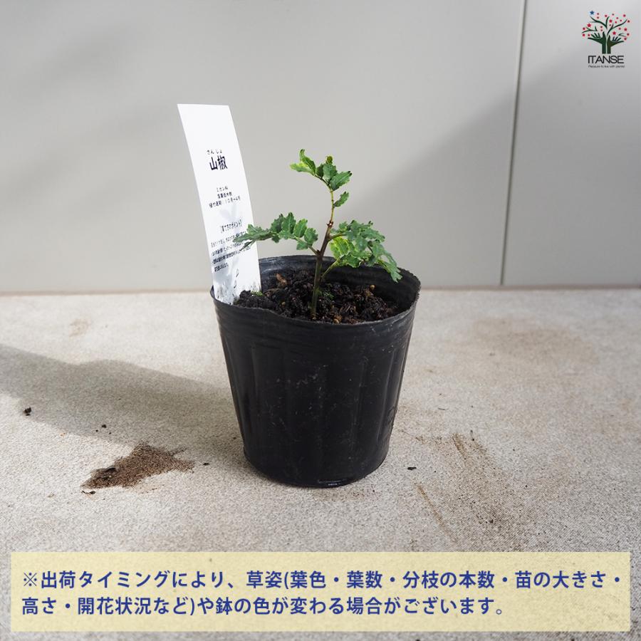 ITANSE 山椒の苗木 ぶどう山椒 果樹の苗 9cmポット/1個売り 山椒苗