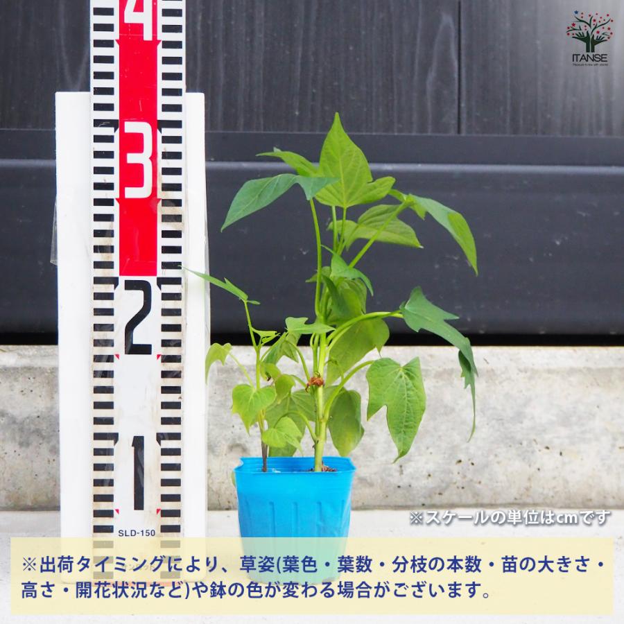 ITANSE さつまいもの苗 ふくむらさき 野菜の苗 3号ポット/お買い得4個