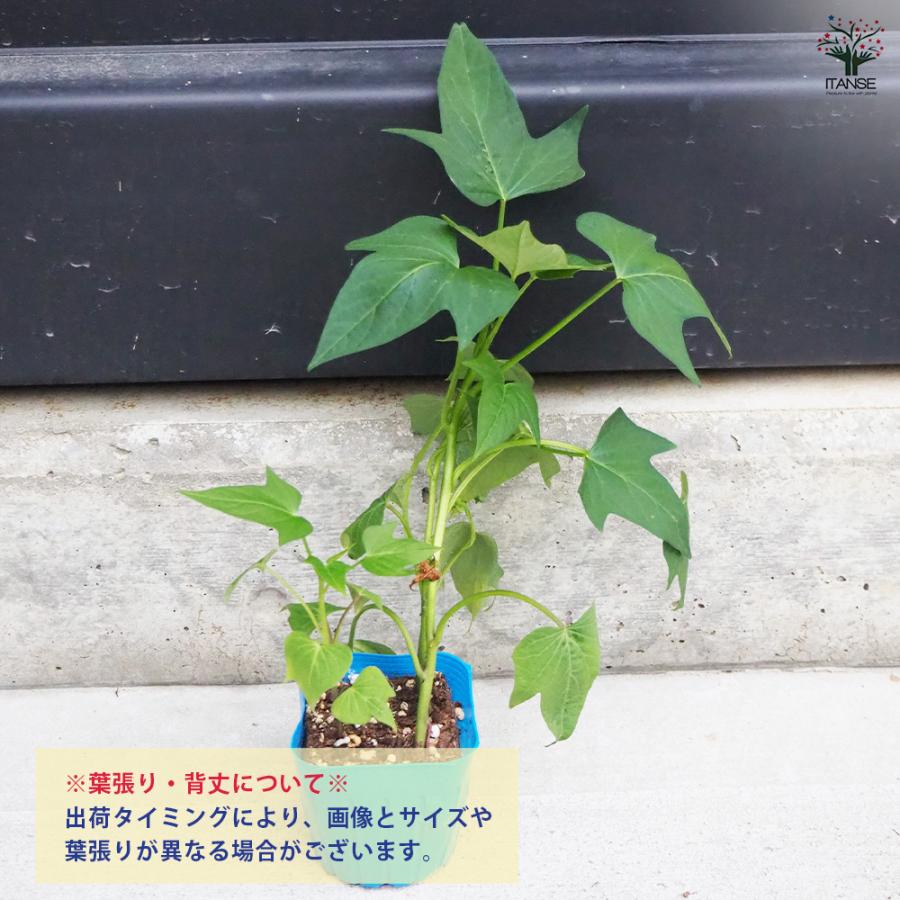 ITANSE さつまいもの苗 ふくむらさき 野菜の苗 3号ポット/お買い得4個