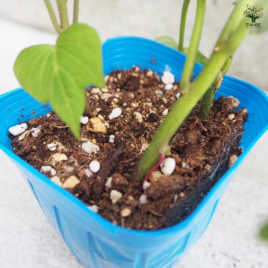 ITANSE さつまいもの苗 ふくむらさき 野菜の苗 3号ポット/お買い得4個