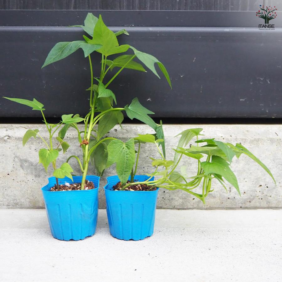 ITANSE さつまいもの苗 ふくむらさき 野菜の苗 3号ポット/お買い得4個