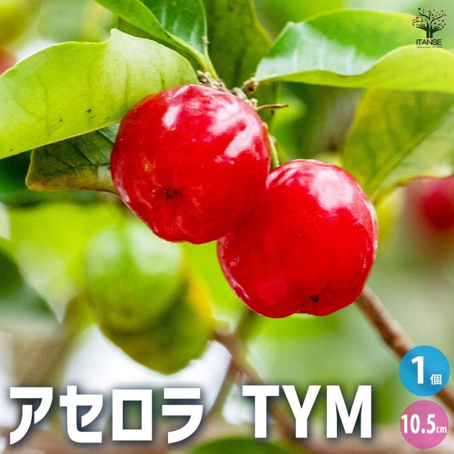 ITANSE アセロラ TYM 果樹の苗 10.5cmポット/1個売り アセロラ苗