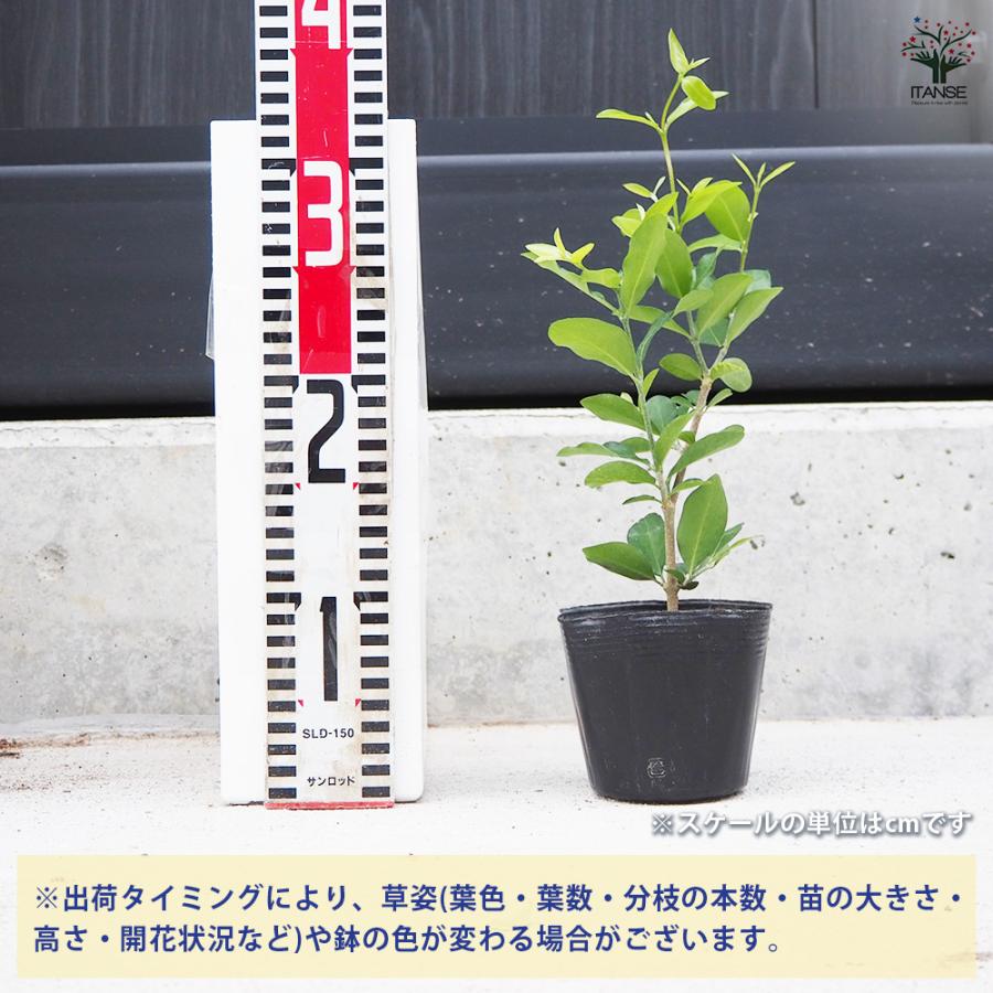 ITANSE アセロラ TYM 果樹の苗 10.5cmポット/1個売り アセロラ苗