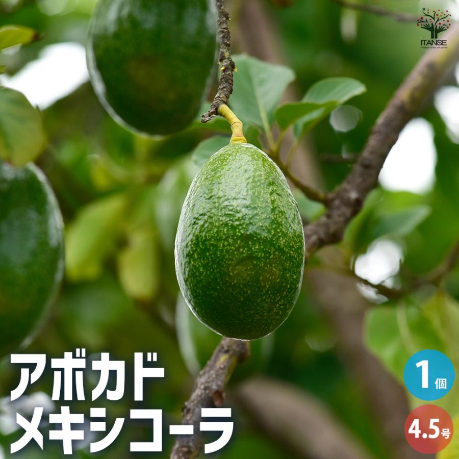 ITANSE アボカド メキシコーラ 果樹の苗木 4.5号ロングポット 接木苗/1個売り  アボガド 果樹苗 ワニナシ 鰐梨 森のバター | 
