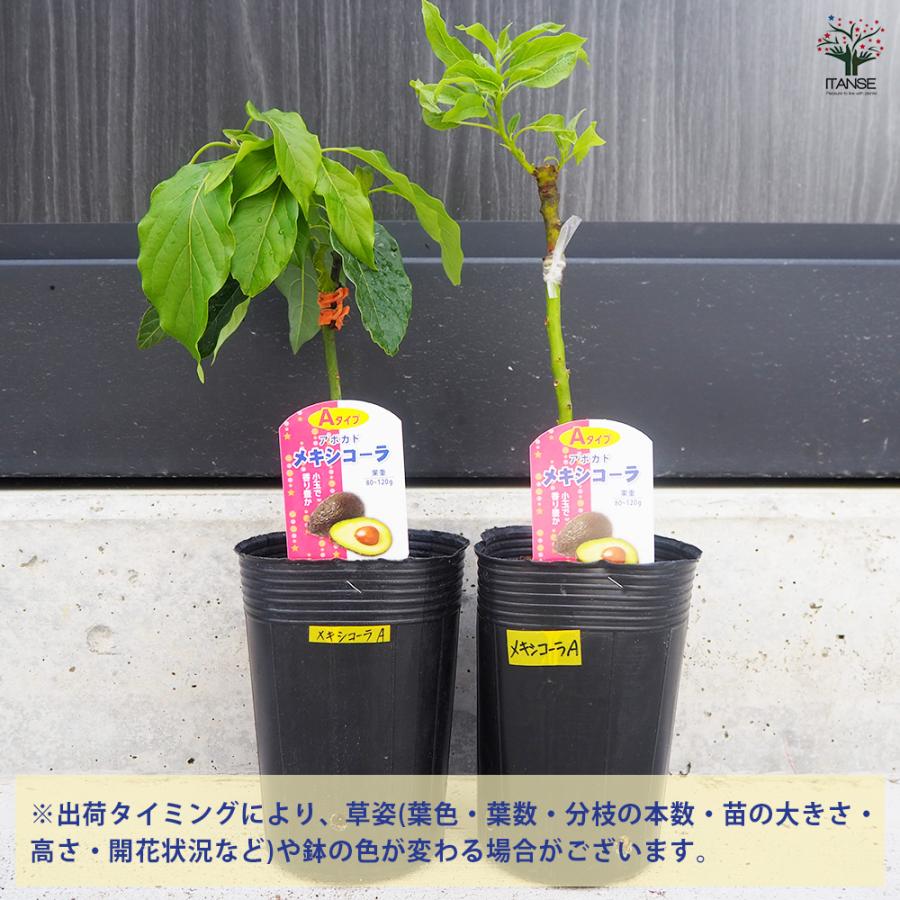 ITANSE アボカド メキシコーラ 果樹の苗木 4.5号ロングポット 接木苗/1個売り  アボガド 果樹苗 ワニナシ 鰐梨 森のバター |  | 02