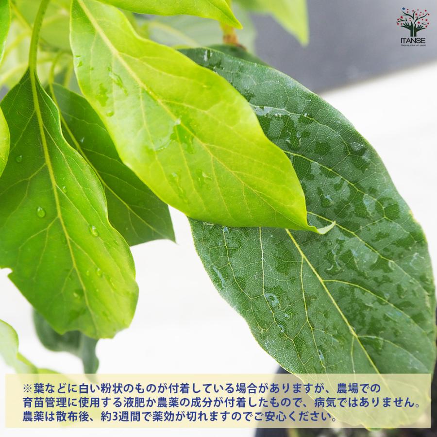 ITANSE アボカド メキシコーラ 果樹の苗木 4.5号ロングポット 接木苗/1個売り  アボガド 果樹苗 ワニナシ 鰐梨 森のバター |  | 03