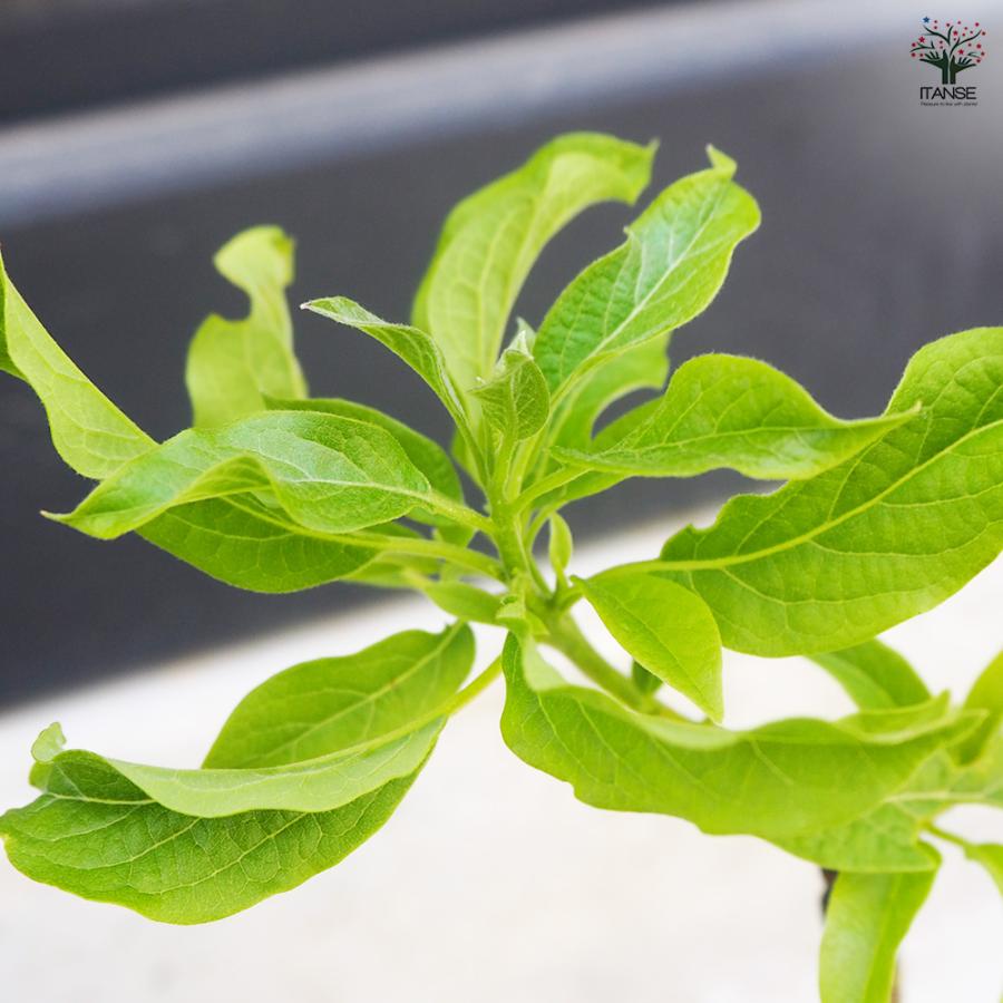 ITANSE アボカド メキシコーラ 果樹の苗木 4.5号ロングポット 接木苗/1個売り  アボガド 果樹苗 ワニナシ 鰐梨 森のバター |  | 04