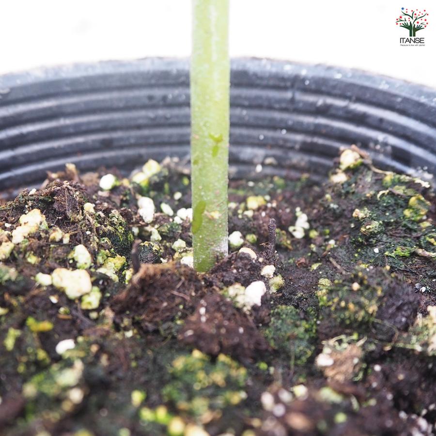 ITANSE アボカド メキシコーラ 果樹の苗木 4.5号ロングポット 接木苗/1個売り  アボガド 果樹苗 ワニナシ 鰐梨 森のバター |  | 05