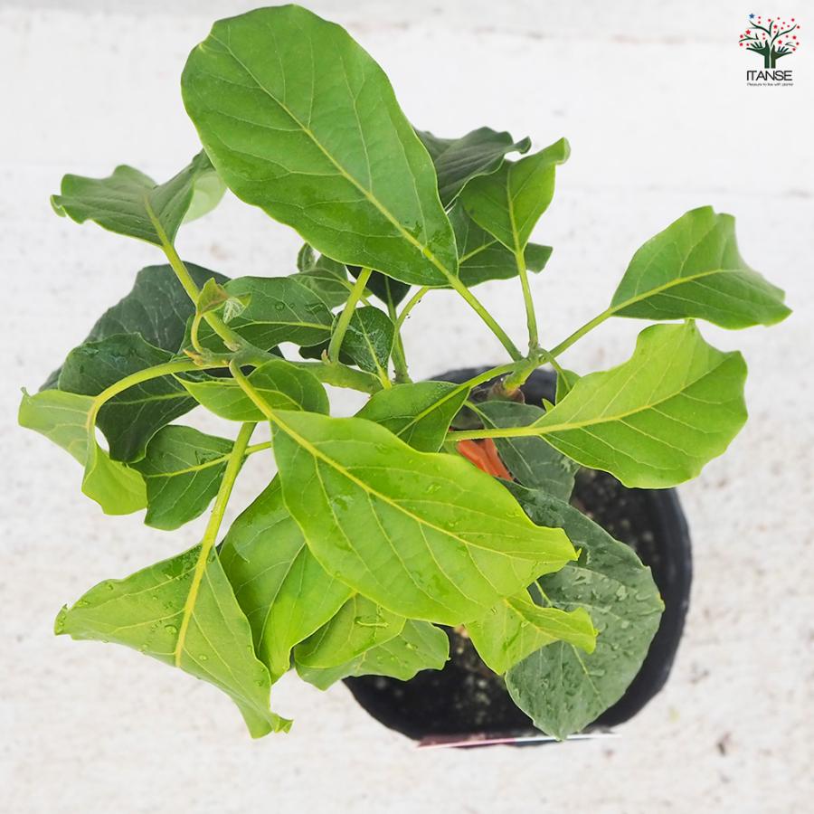 ITANSE アボカド メキシコーラ 果樹の苗木 4.5号ロングポット 接木苗/1個売り  アボガド 果樹苗 ワニナシ 鰐梨 森のバター |  | 06