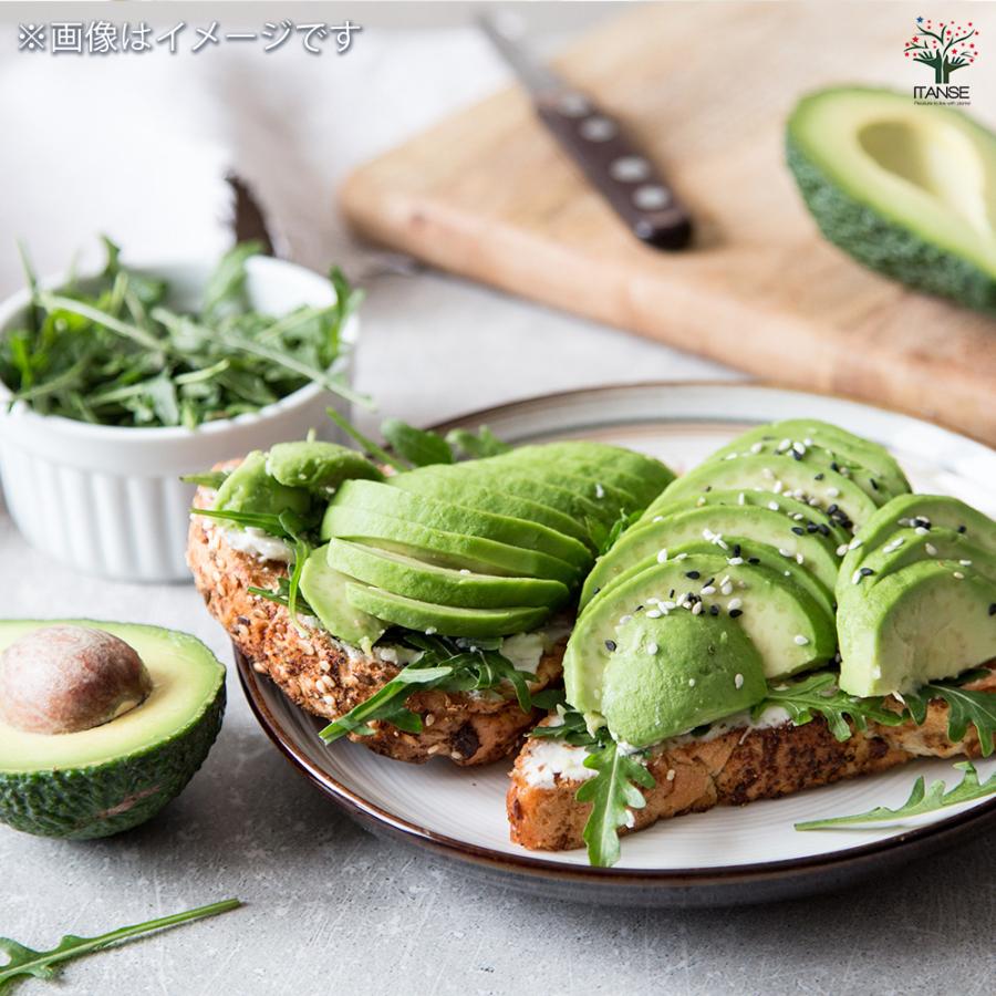 ITANSE アボカド メキシコーラ 果樹の苗木 4.5号ロングポット 接木苗/1個売り  アボガド 果樹苗 ワニナシ 鰐梨 森のバター |  | 08